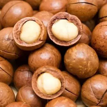 South Africa delicious Wholesale Top quality macadamia nut in shell for sale