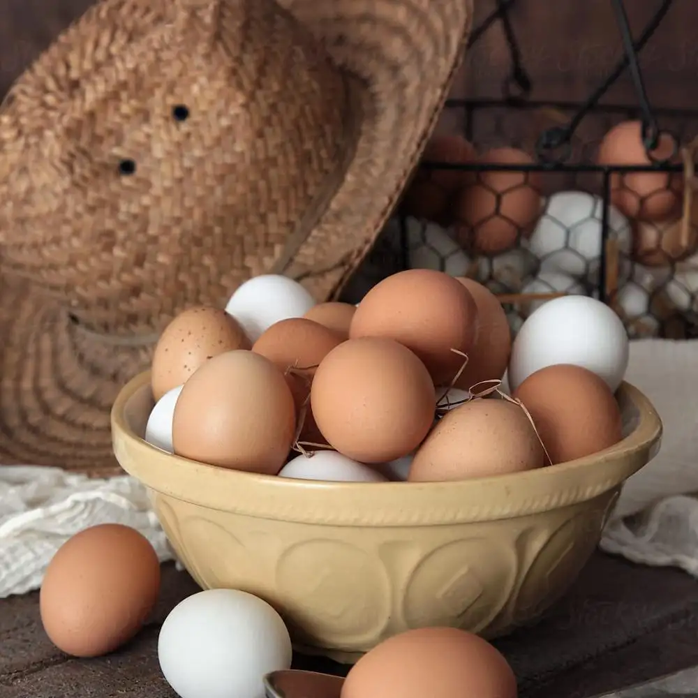 Плодородное куриное яйцо/свежие куриные яйца