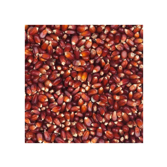 Leading Manufacturer of Pure Healthy Sangli Red Maize at Least Price