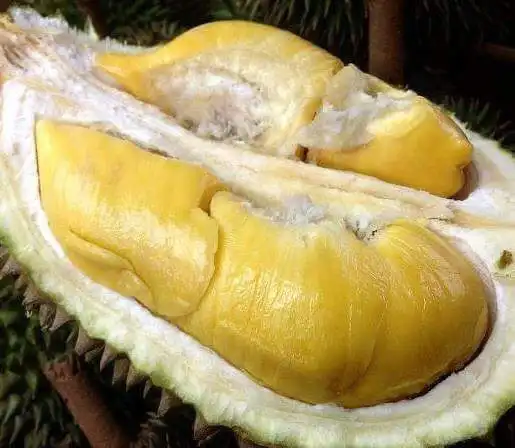 PREMIUM WHOLE MONTHONG DURIAN WITH HIGH QUALITY AND BEST PRICE