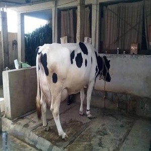 Healthy Live Dairy Cows And Pregnant Holstein Heifers Cow Boer