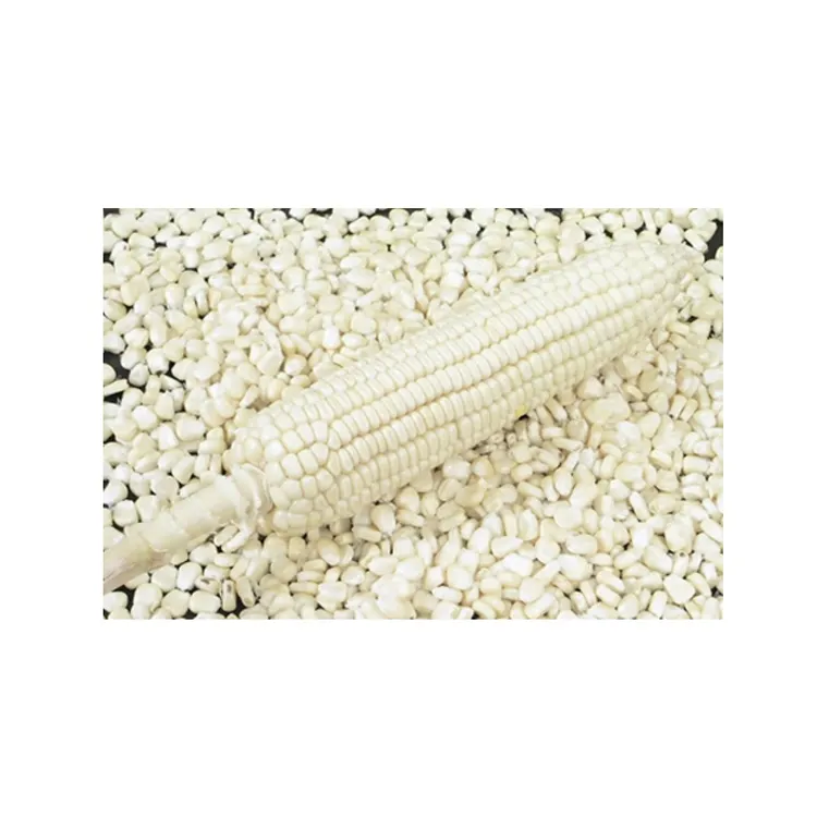 Wholesale Supply Pure Natural White Maize Corn at Attractive Price