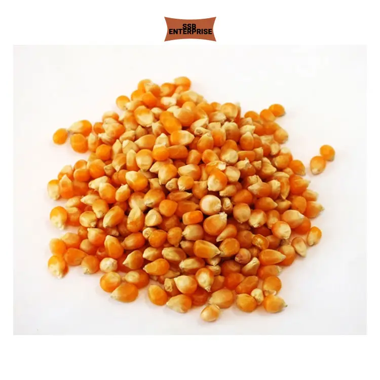 Hot Selling India Origin Yellow Corn Maize for Bulk Customers