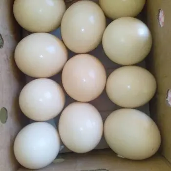 Страусиные цыплята, страусиные инкубационные яйца для продажи.