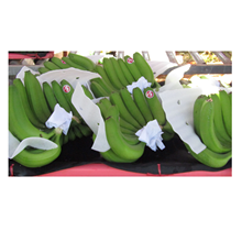 Fresh cavendish Banana from Vietnam (100% organic) Bien Ho