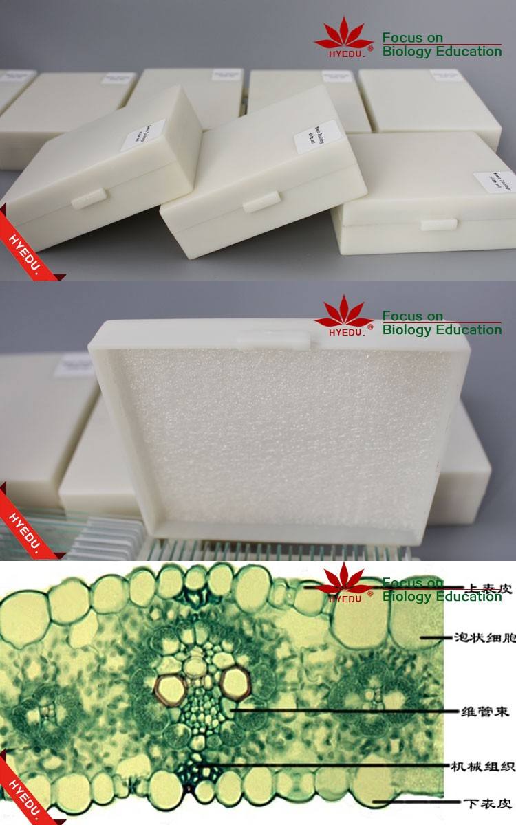 Lâminas de Microscópio de Plantas, Lâminas Preparadas de Milho, Lâminas  Preparadas em PROMOÇÃO| Alibaba.com, image size:750x1200