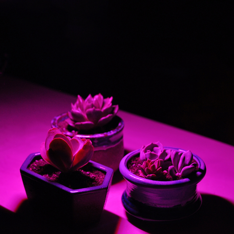 LED-Wachstumslichter 20 W 30 W 50 W 80 W UV-LED-Pflanzenwachstumslicht Vollspektrum AC110 V/220 V/DC12 V für den Innenanbau