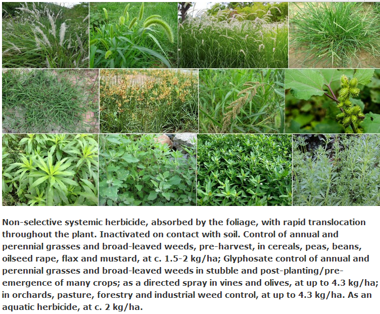 High Quality Herbicide Glifosato 95% Tc,Roundup Glifosato for all kinds of grass