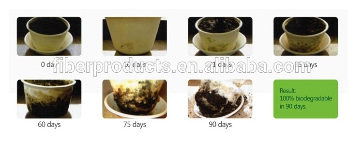 biodegradable and compostable tableware  TR4D  Square Tray