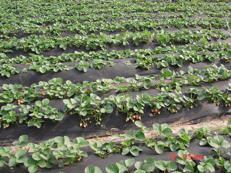 Weed control barrier mat in roll fabric / landscape ground cover / PP spunbond nonwoven non woven fabric or agriculture