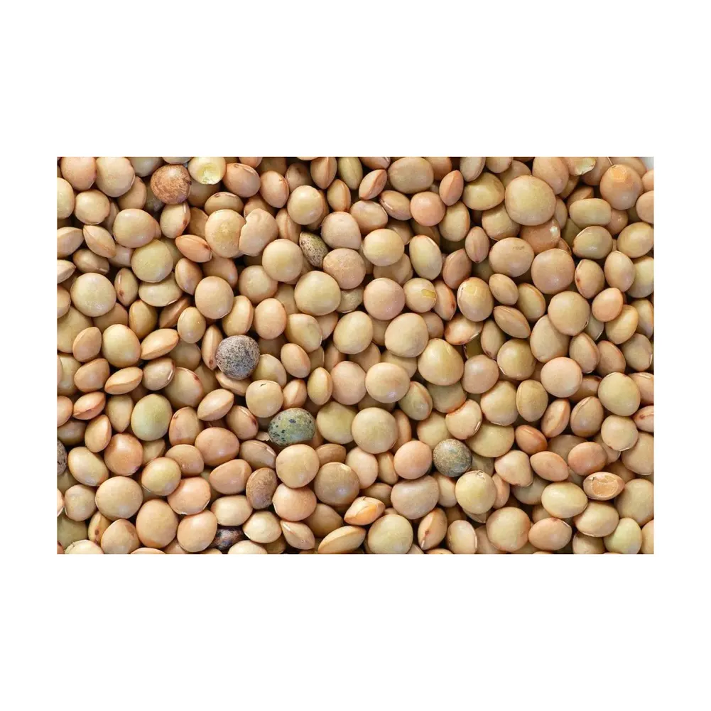 Quality Bulk Dried Lentils Red Lentils Green Lentils