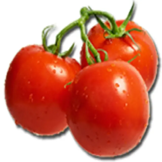 HOT Fresh Tomato Export from China Green Red Style Organic Color Origin Type Shandong Variety Product Place Model Maturity