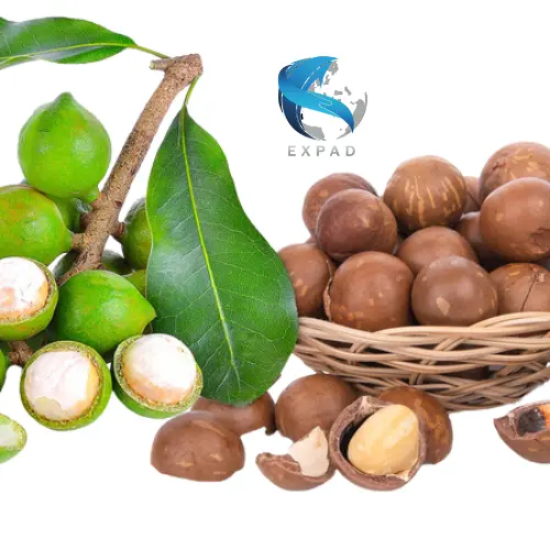 High Quality Macadamia 22mm in shell Vacuumed Bag in a carton For Wholesale Negotiable