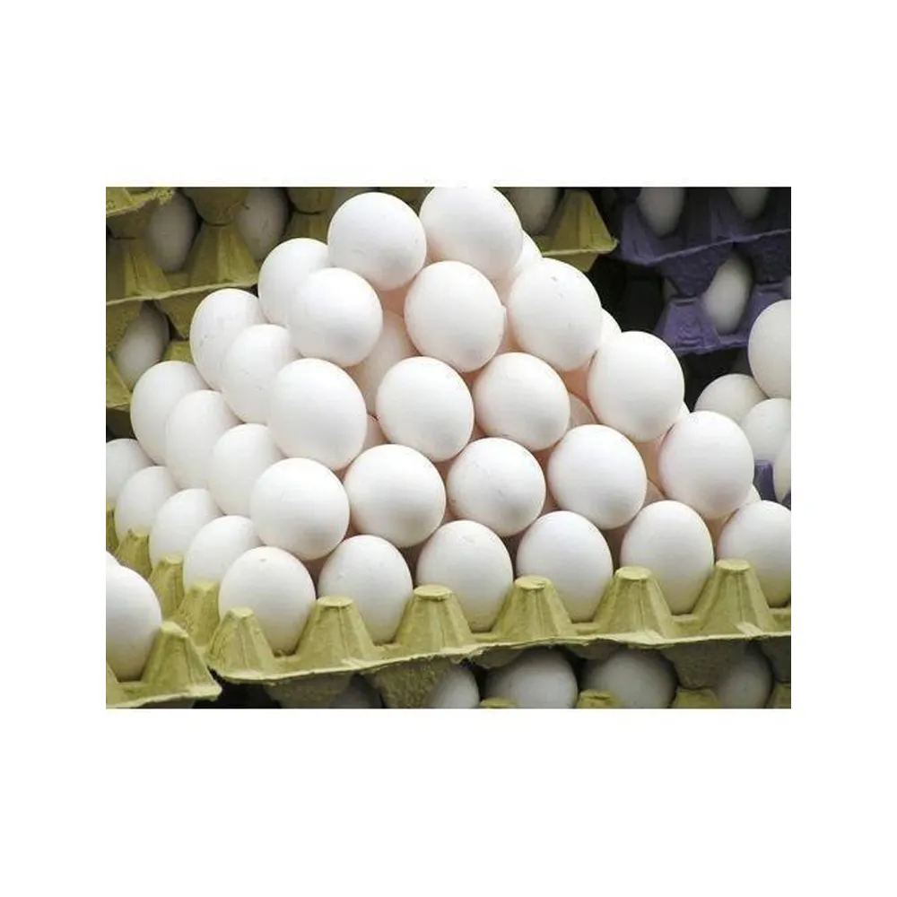 Fresh Quality White Table Eggs From Poland