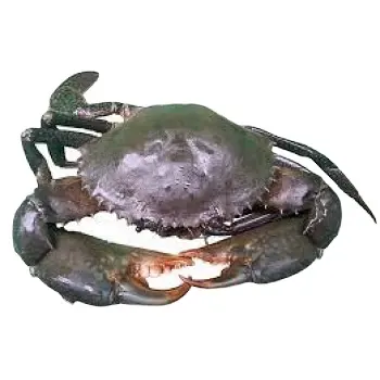 Wholesale Prices Meat Seafood Fresh Frozen Mud Red Crabs Whole Soft Shell Blue King Crab food grade