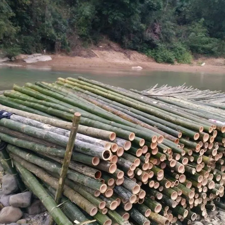 Номер один качественный бамбуковый полюс во Вьетнаме