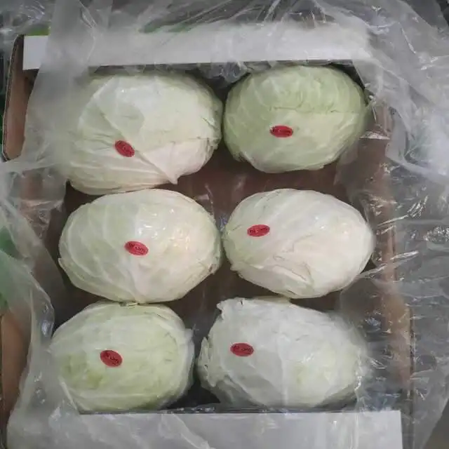 Wholesale Good Product Green Fresh Iceberg Lettuce from Egypt