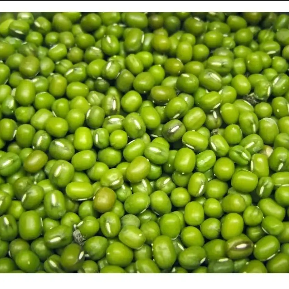 Органические бобы-зеленые бобы мунг новейший урожай высокого качества