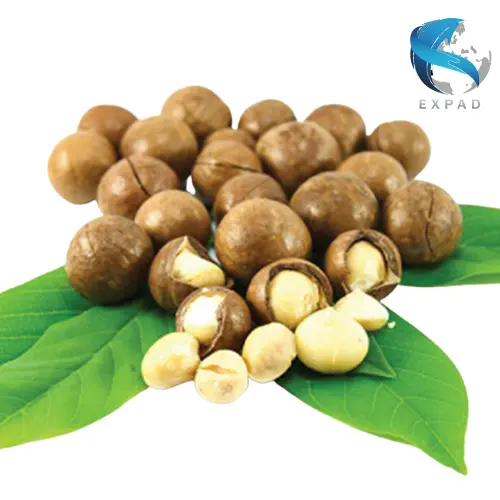 Dried Roasted Healthy Food EXPAD Macadamia Kernels custom Packing From Viet Nam