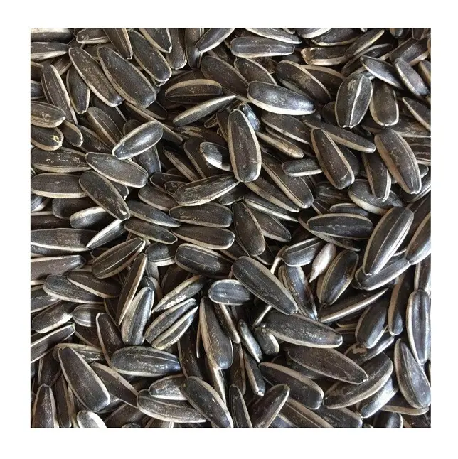 Wholesale High Quality Nuts Organic Sunflower Seeds SPK Kernels