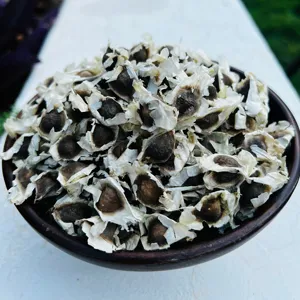 Organic Moringa Oleifera Tree Seed with High Germination rate and high yield of both leaves and Fuits