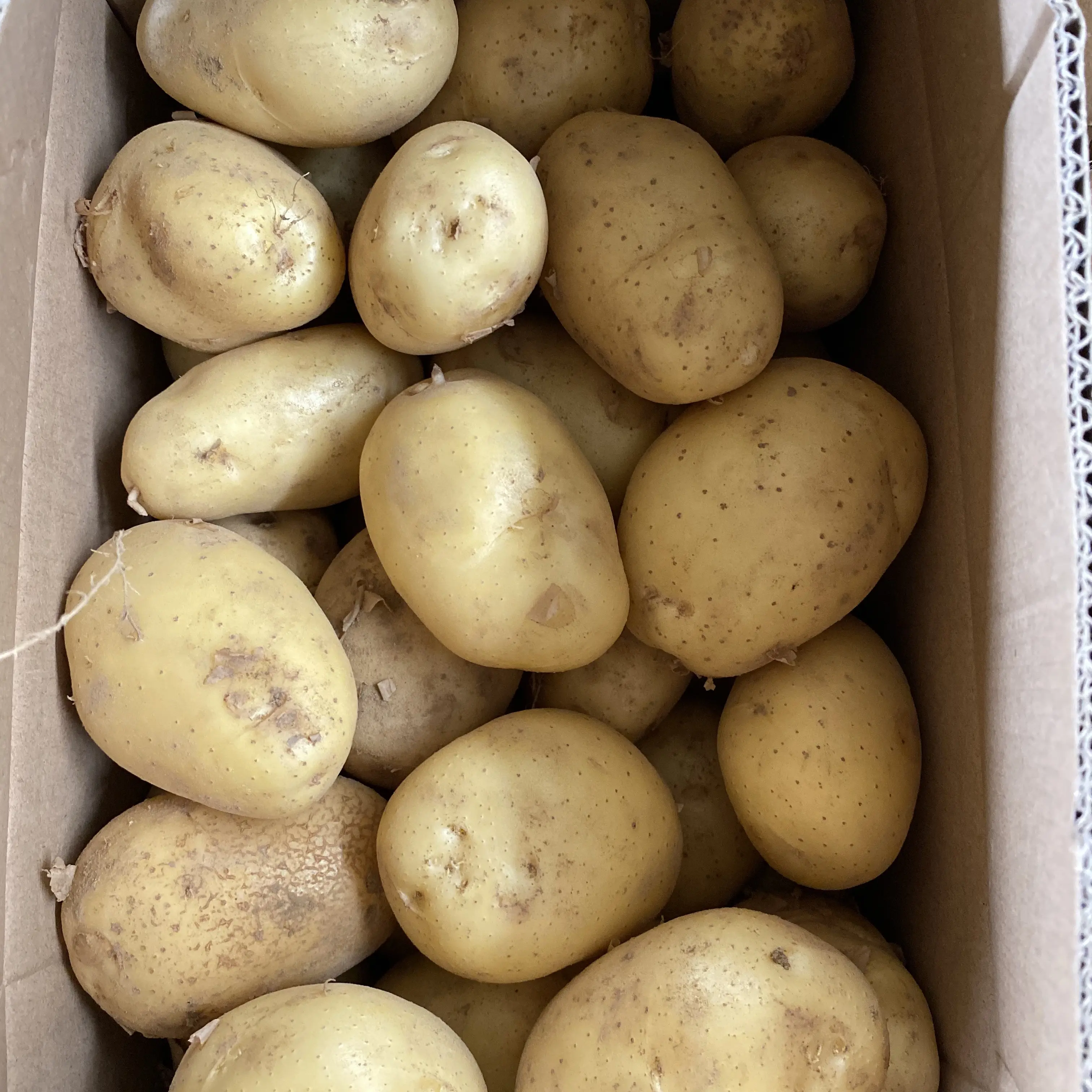 Оптовая продажа, хорошее качество происхождения, дешевая цена для свежего картофеля, Органическая свежая упаковка, коробка, свежий картофель