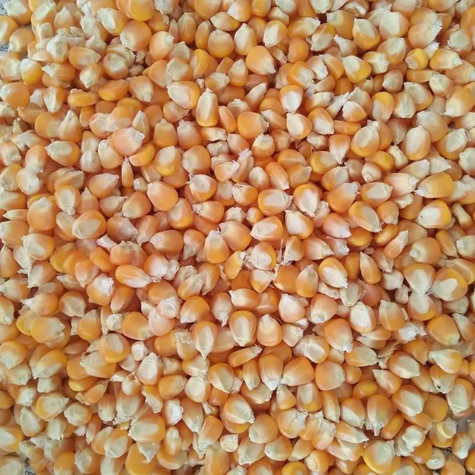Высококачественный сельскохозяйственный продукт, поставщики зерна, купить самую дешевую цену, сушеная Желтая Кукуруза для оптовой продажи