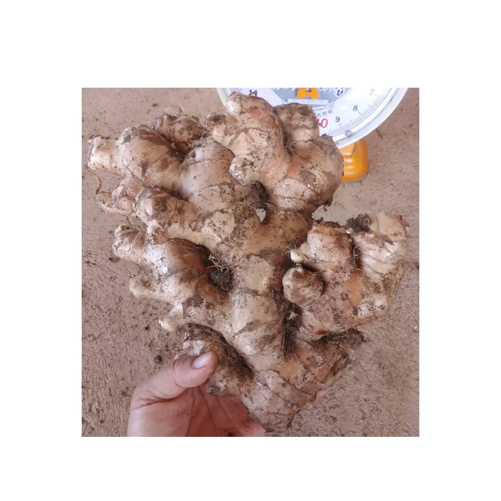 Thai Vegetable 100% Natural  Fresh Ginger Root Spices & Herbs High Quality Premium Grade Export Product from Thailand