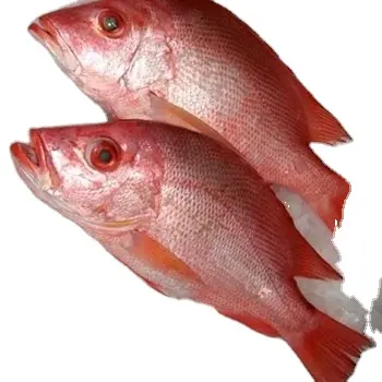 Новый тип продукта рыба замороженная свежая красная морская рыба 300-500 г для импортеров морепродуктов из США оптовые продажи