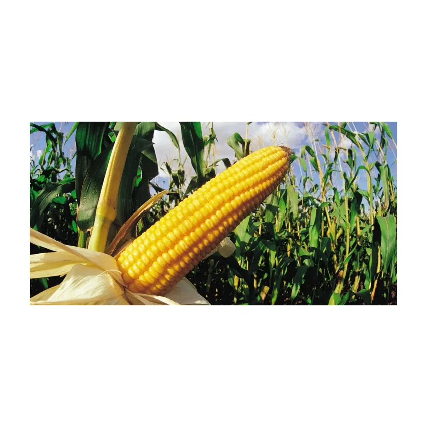 Non GMO Желтая Кукуруза/сладкая кукуруза/желтая кукуруза для продажи оптом
