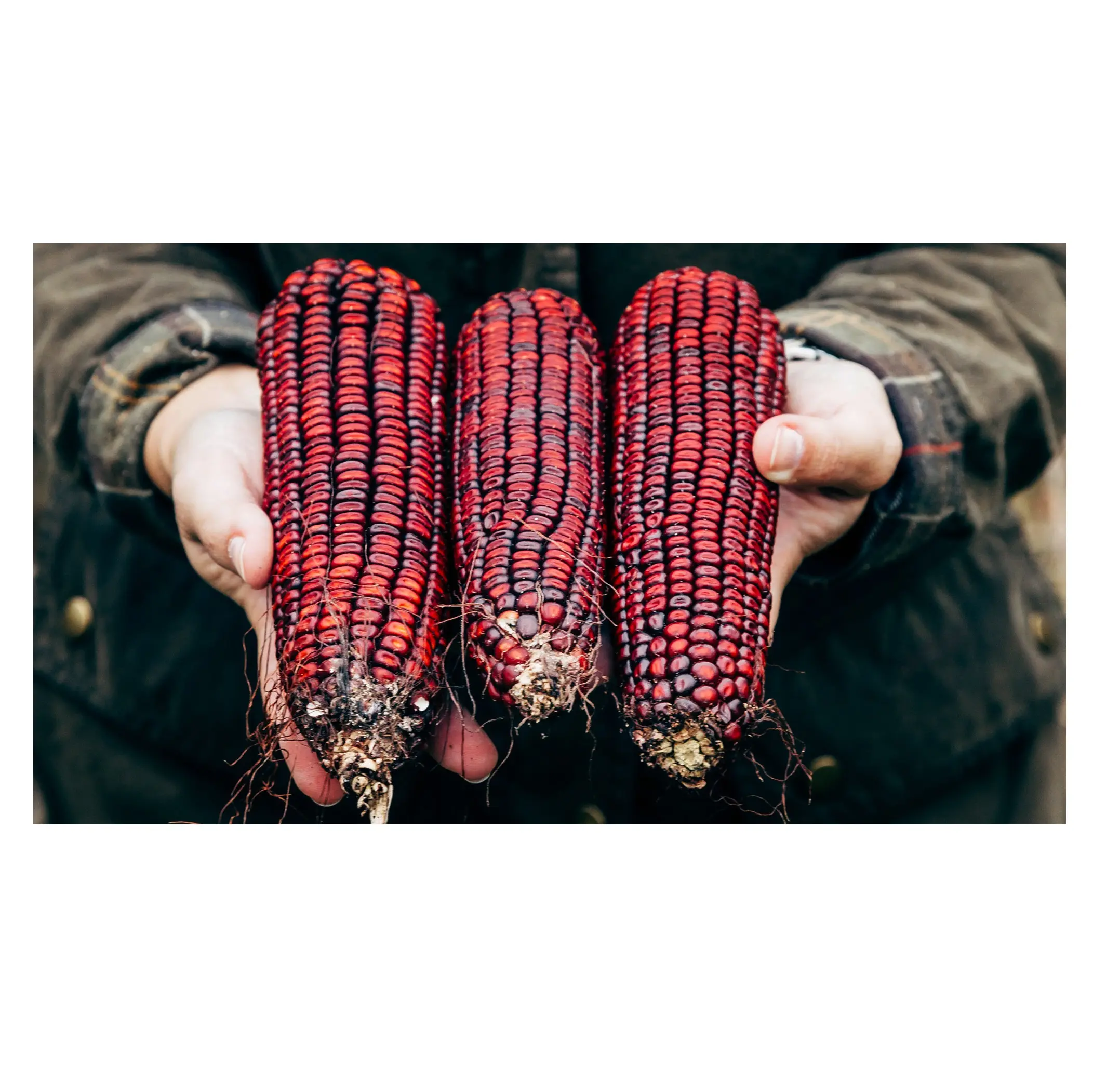 Красная Кукуруза/красная Кукуруза для корма для животных