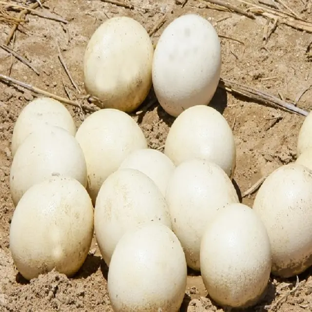 Ostrich Eggs for Sale / Fertile Ostrich Eggs and Ostrich Chicks