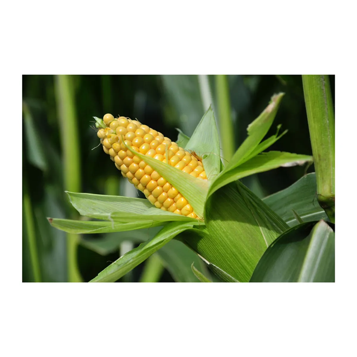 Высококачественный сельскохозяйственный продукт, бразильское зерно, поставщики, купить по самой низкой цене, сушеная Желтая Кукуруза для оптовой продажи