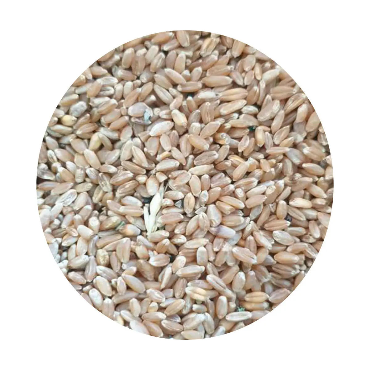 Пшеничное зерно в сыпучих продуктах Казахстана цены производителя пшеничное зерно