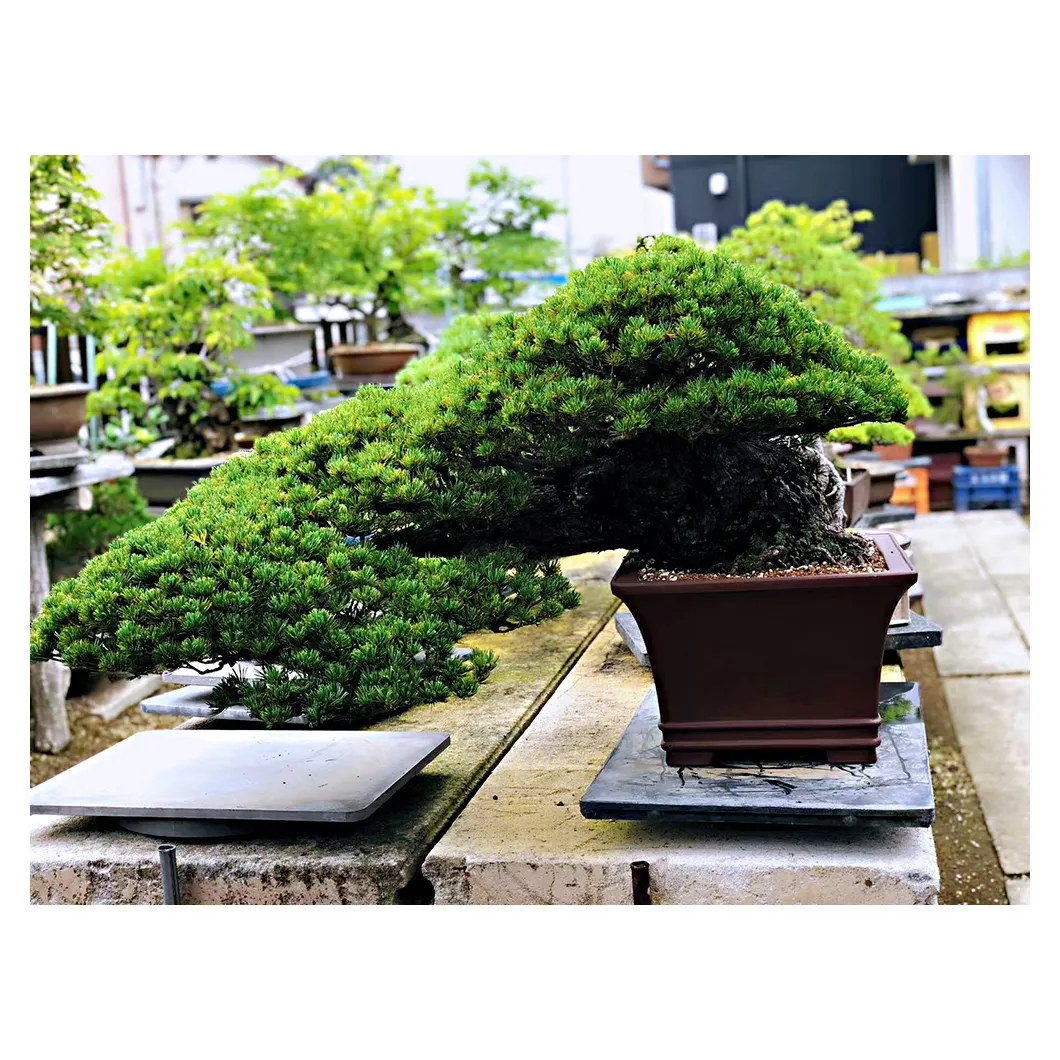 Япония высокое качество выращивание бонсай реальное дерево в помещении легко растут даже для начинающих