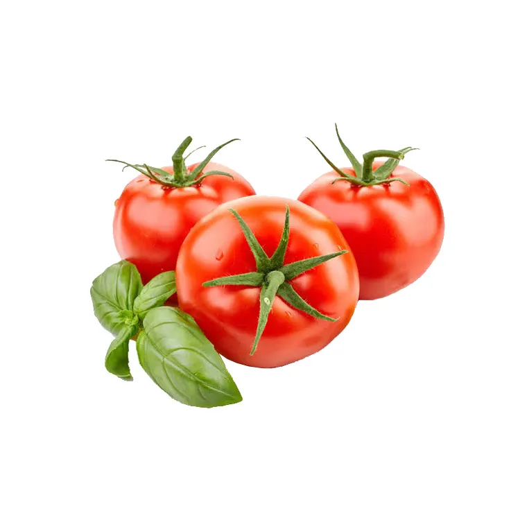 Wholesale Box Style Storage Packaging Tomato Fresh Tomatoes Tomato Greenhouse