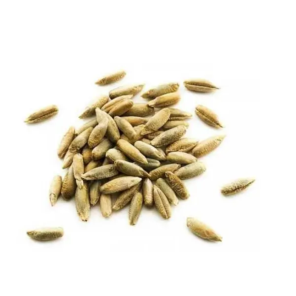 Rye grain from Kazakhstan manufacturer in bulk