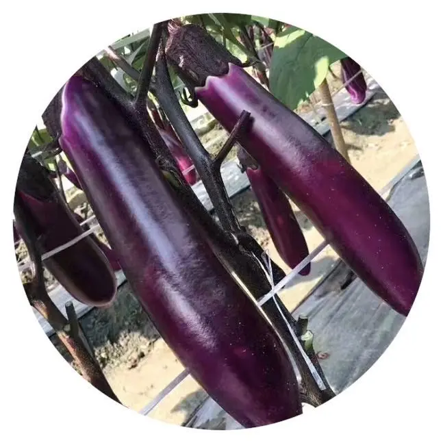 Wholesale Chinese Vegetable Hybrid F1 Long Purple Eggplant seeds