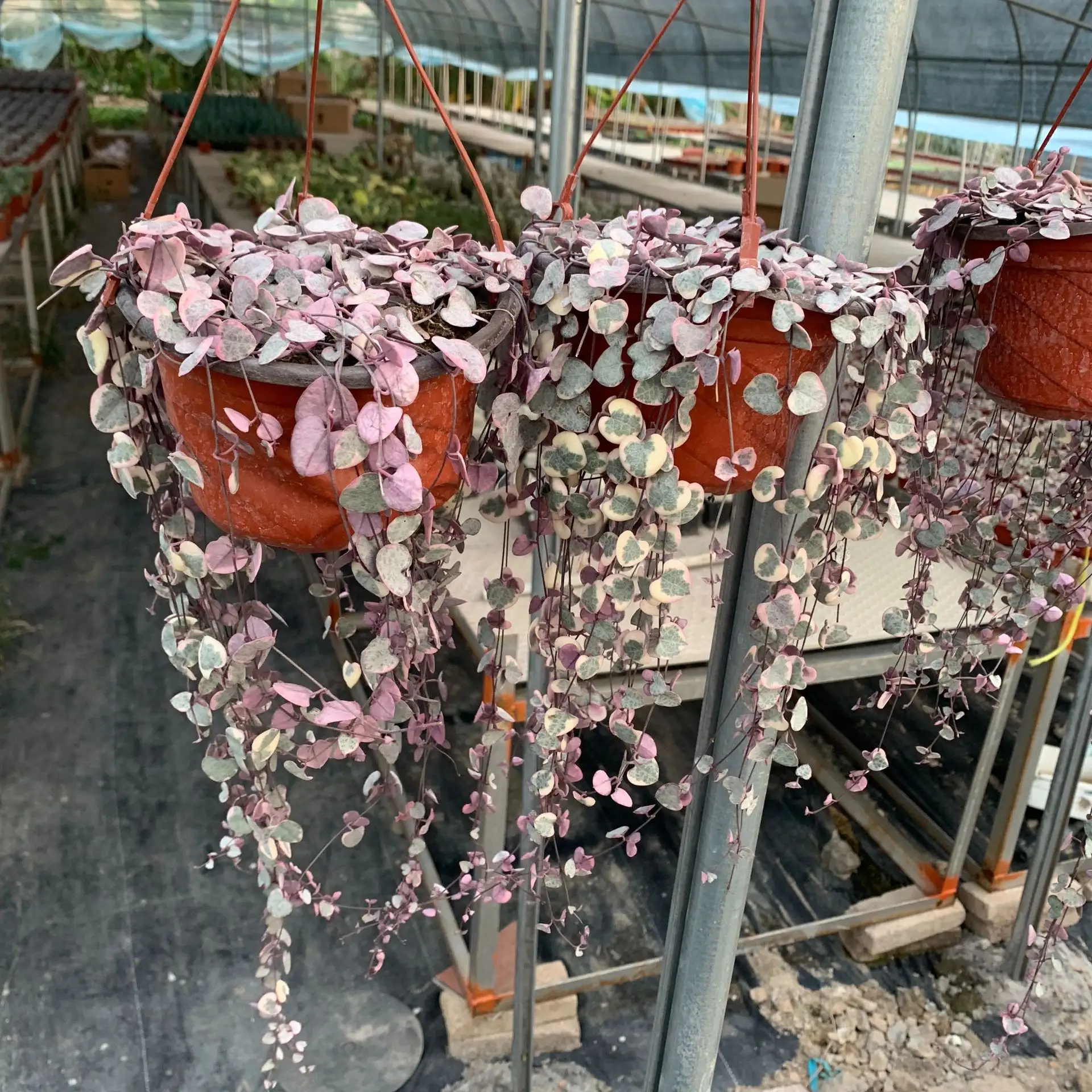 Hot sale Ceropegia Woodii Variegate pink Chain of Hearts foliage hanging plant live succulent in pot