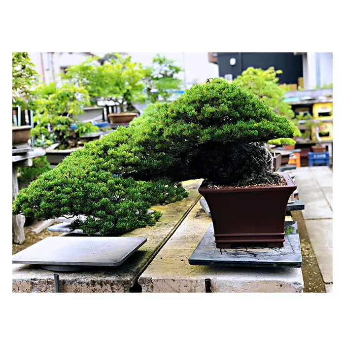 Японские высококачественные большие растения для деревьев бонсай, легко растут в помещении