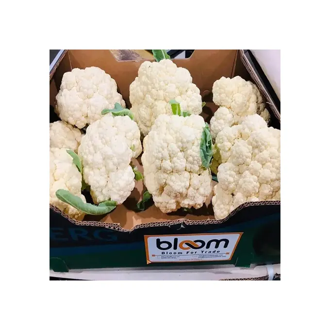 High Quality Price Egyptian Fresh Cauliflower Vegetable For Sale