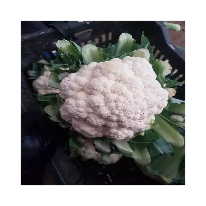Wholesale Price Importers Fresh Vegetables White Cauliflower From Egypt