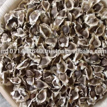 GMP Certified Moringa PKM1 Seeds for Sales