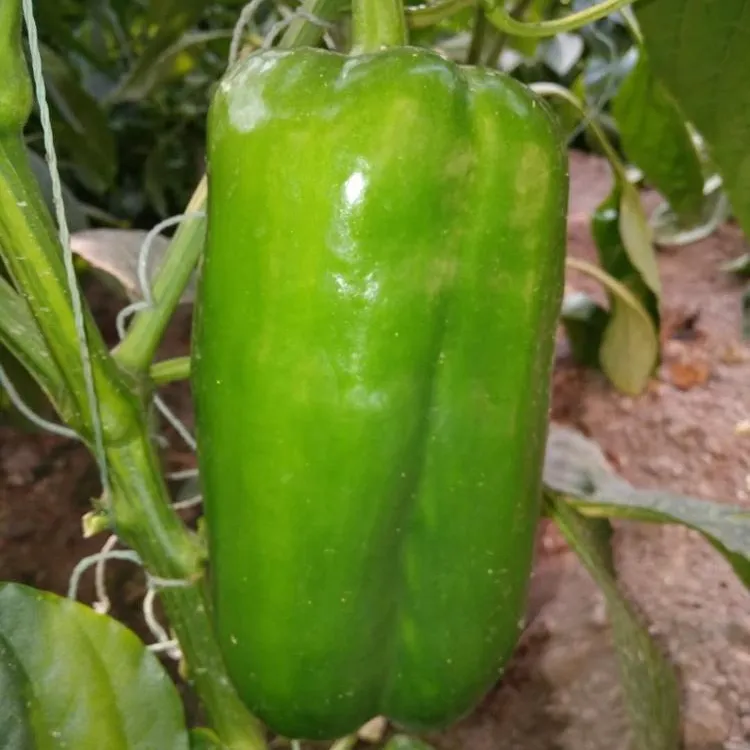 Green Blocky/Square Sweet Pepper/Capsicum Seeds For Sale FST 032