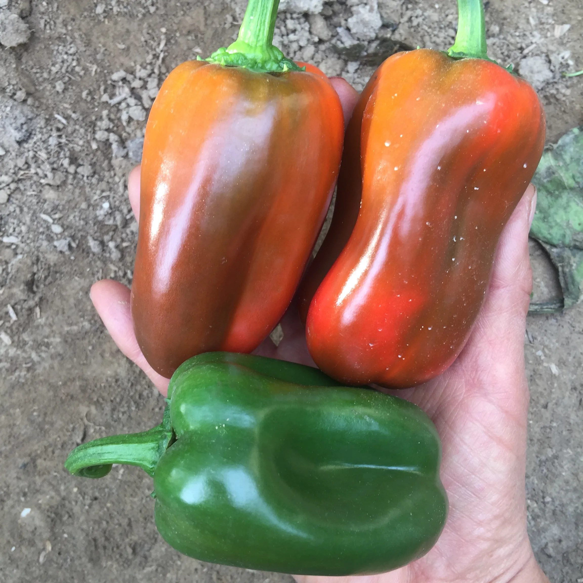 BERG F1 big bright green F1 hybrid sweet/bell pepper seeds for planting