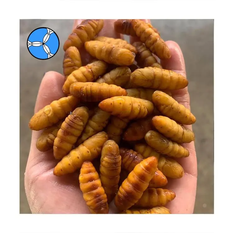 SANFENG SEAFOOD Wholesale Frozen Silkworm Chrysalis Frozen