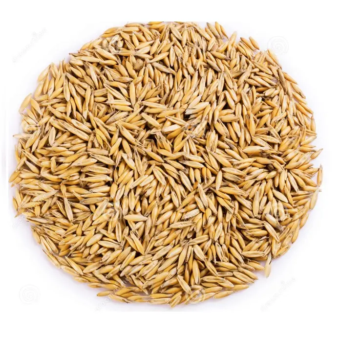 Wholesale price high quality new crop organic oats seed grains in bulk from Kazakhstan manufacturer