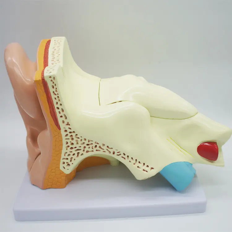 factory direct 5 times human ear anatomy model made of PVC plastic bright color model/