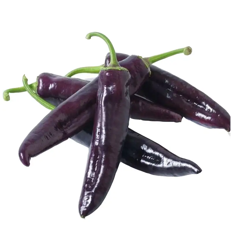 Hybrid F1 purple chili pepper seeds for growing