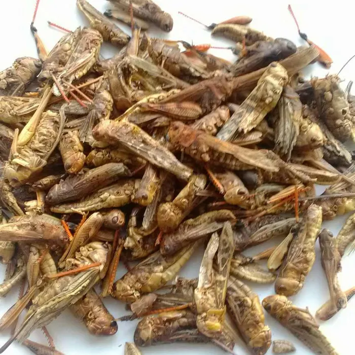 Chinese with natural protein dried grasshopper